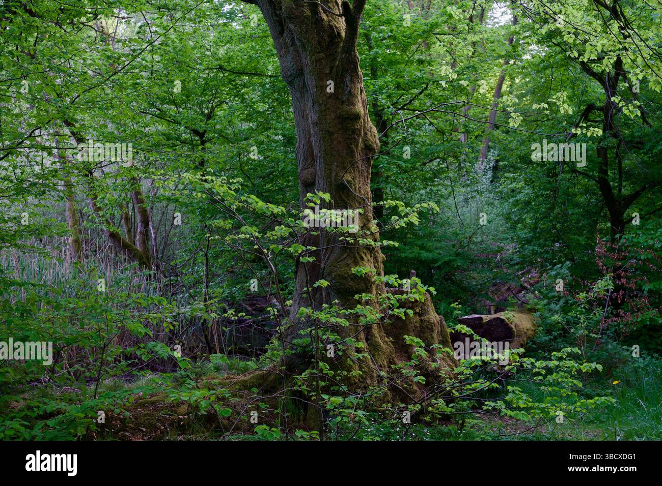 a mossy tree in an enchanted forest at a lake. Stock Photo