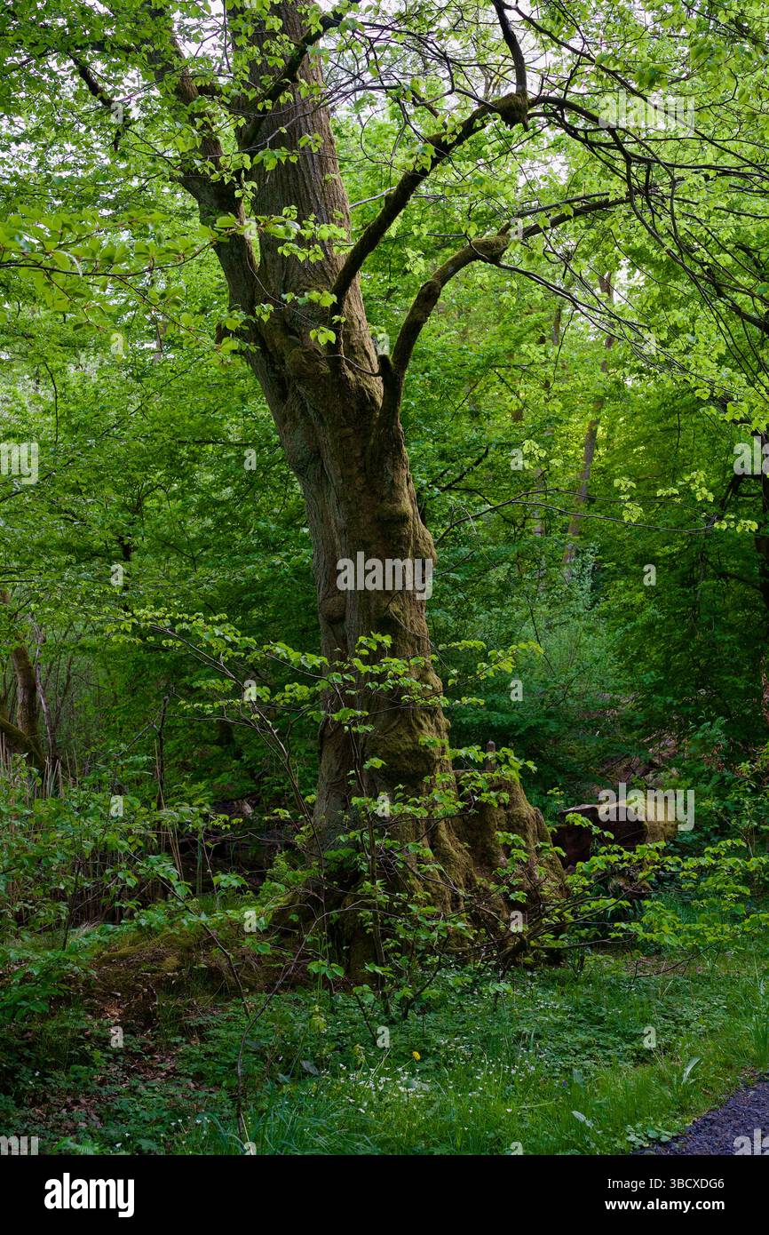 a mossy tree in an enchanted forest at a lake. Stock Photo