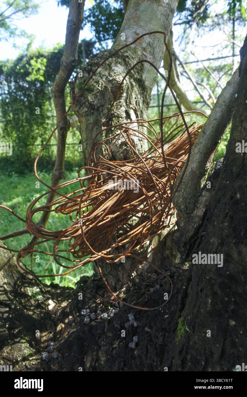 Stranded Wire Tree Used steel wire tree hi-res stock photography and images - Alamy