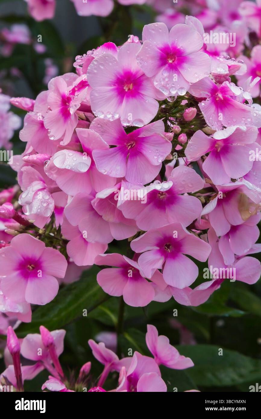 Pink Phlox paniculata - Garden Phlox in summer Stock Photo - Alamy