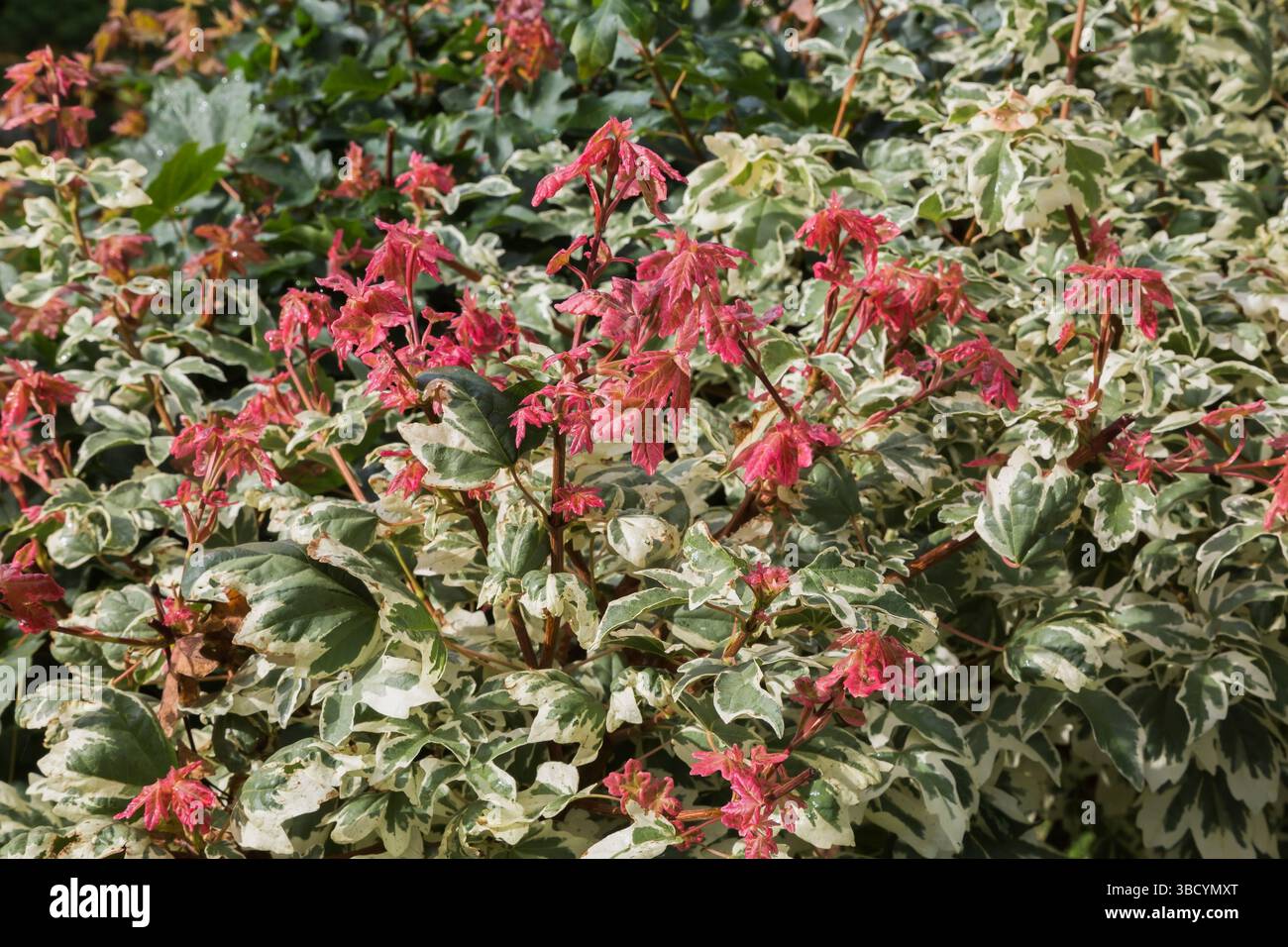 Close-up of Acer campestre 'Carnival' - Hedge Maple tree in summer. Stock Photo