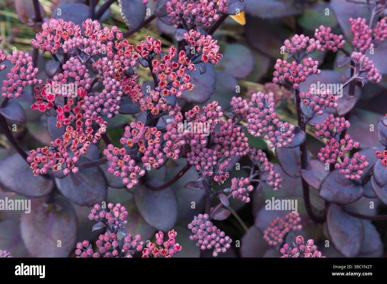 Sedum 'Sunsparkler Blue Pearl' - Stonecrop in summer. Stock Photo