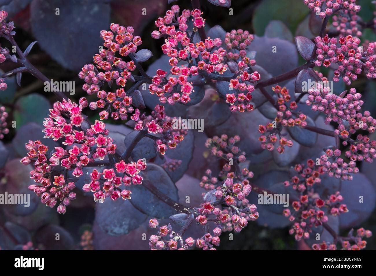 Sedum 'Sunsparkler Blue Pearl' - Stonecrop in summer. Stock Photo