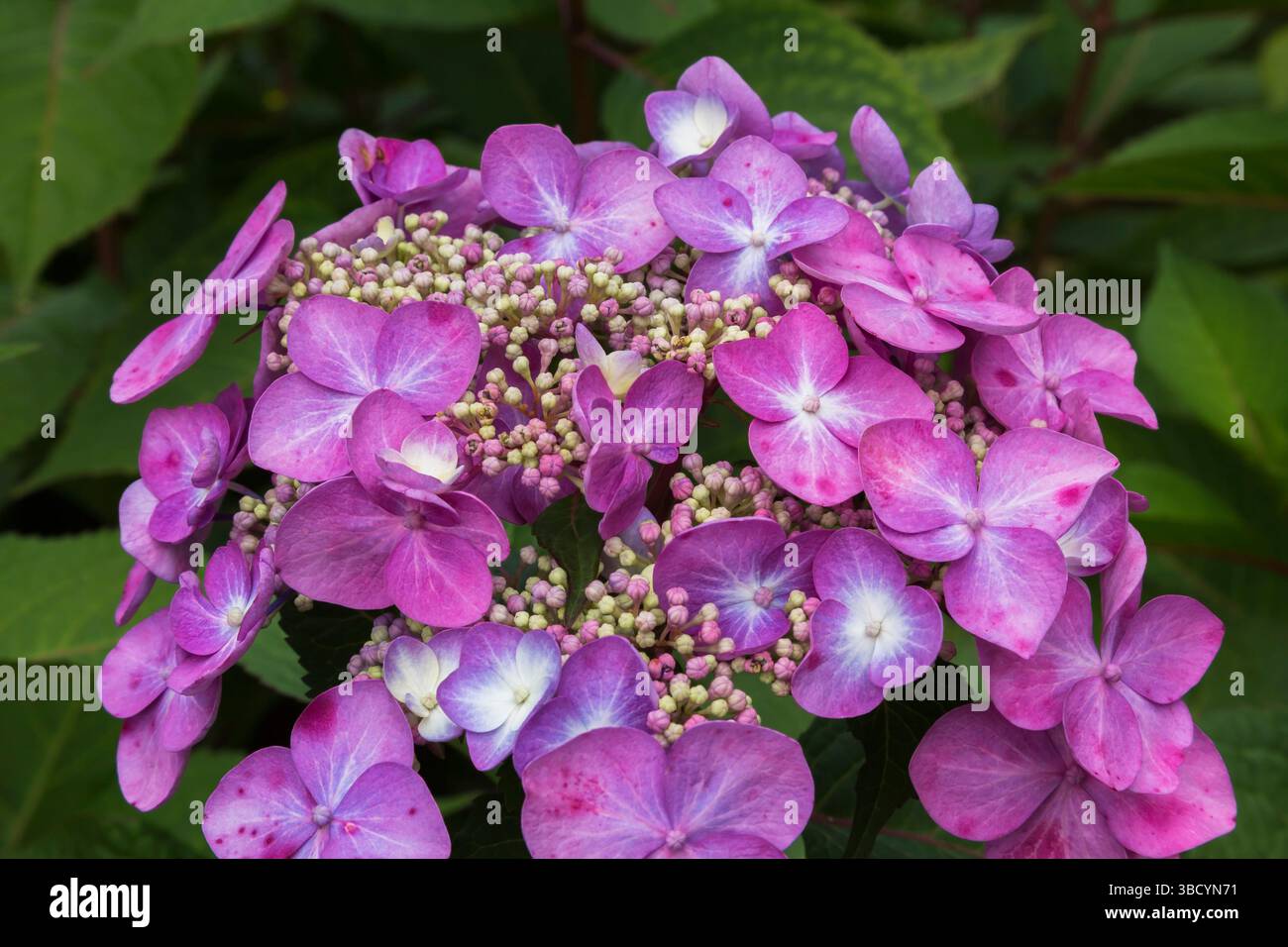 Hydrangea macrophylla 'Endless Summer Twist and Shout' - Bigleaf Hydrangea in summer. Stock Photo