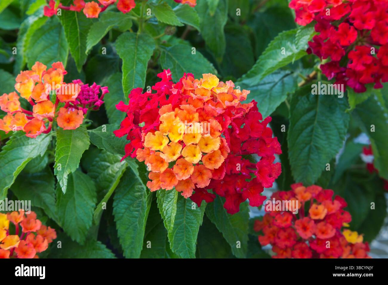 Close-up of Lantana camara 'Luscious Royale Red Zone' - Shrub Verbena ...