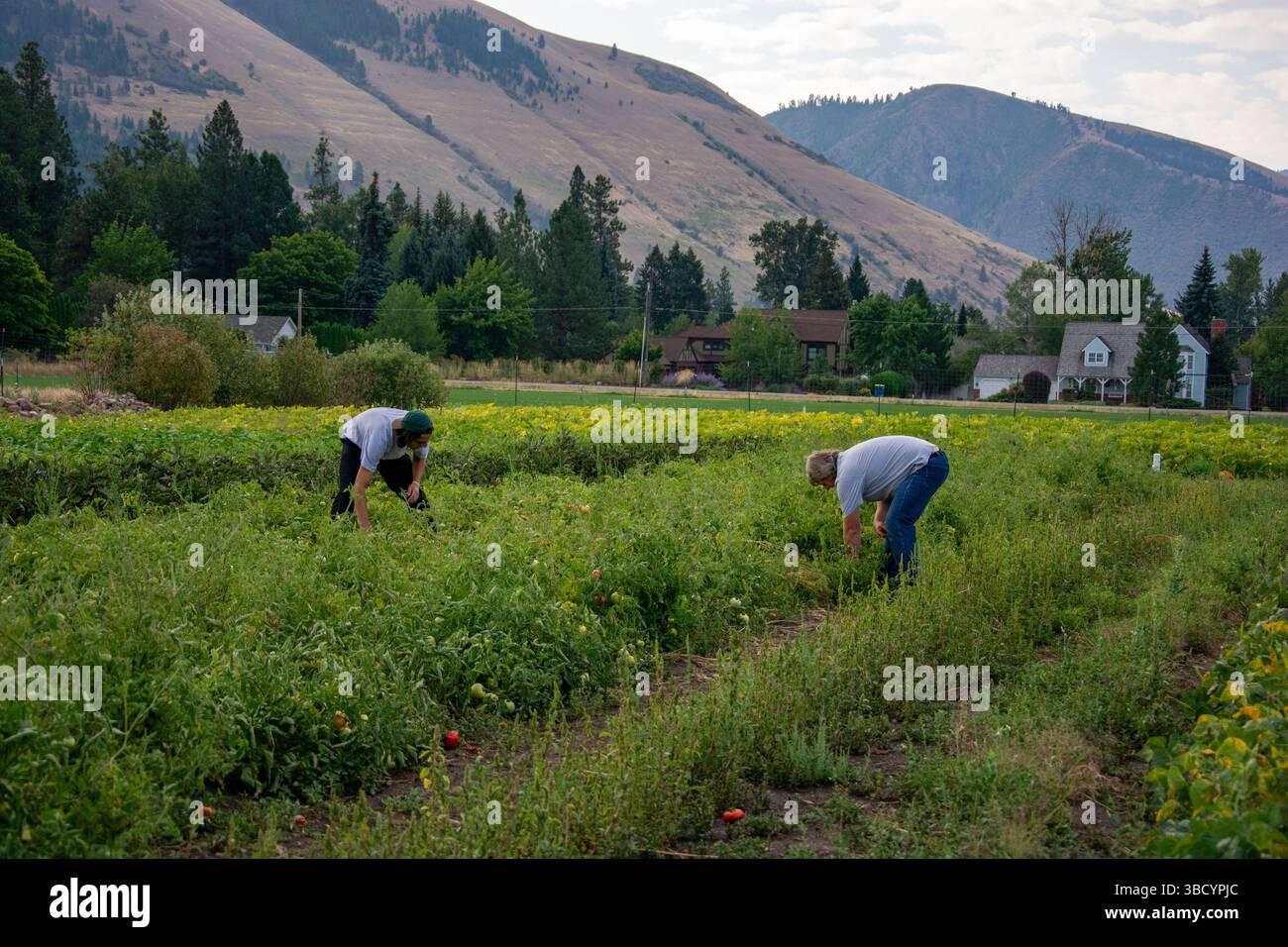 Missoula Craigslist Farm And Gardennull