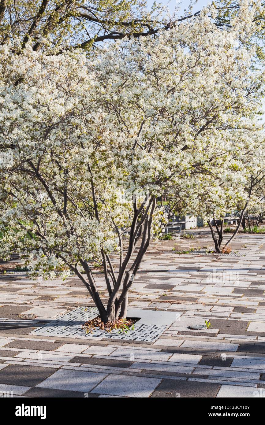 Spring Parc Paving stone promenade and Amelanchier - Juneberry trees with white ...