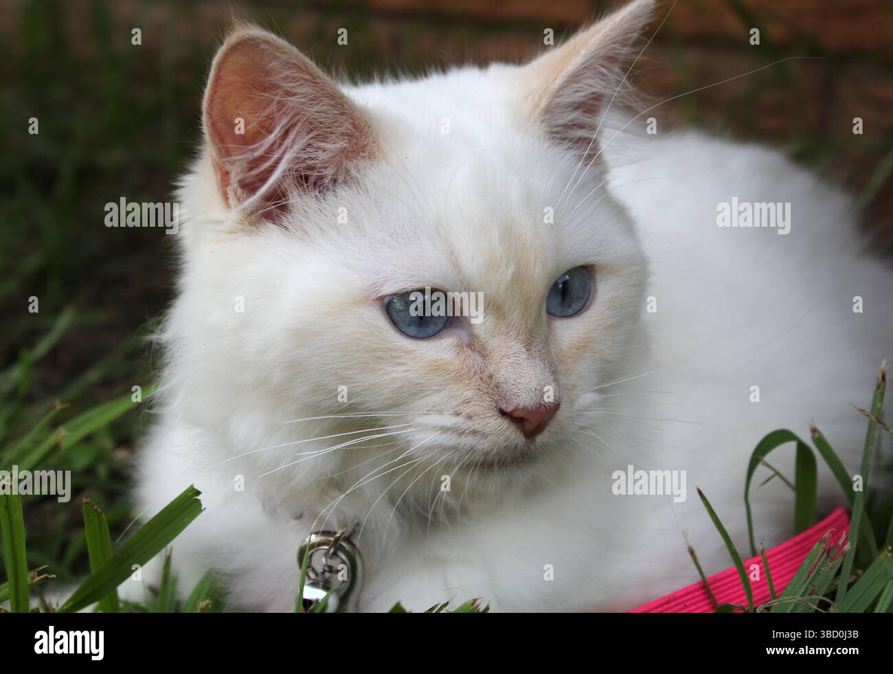 Red-point ragdoll kitten cat sitting on the grass Stock Photo