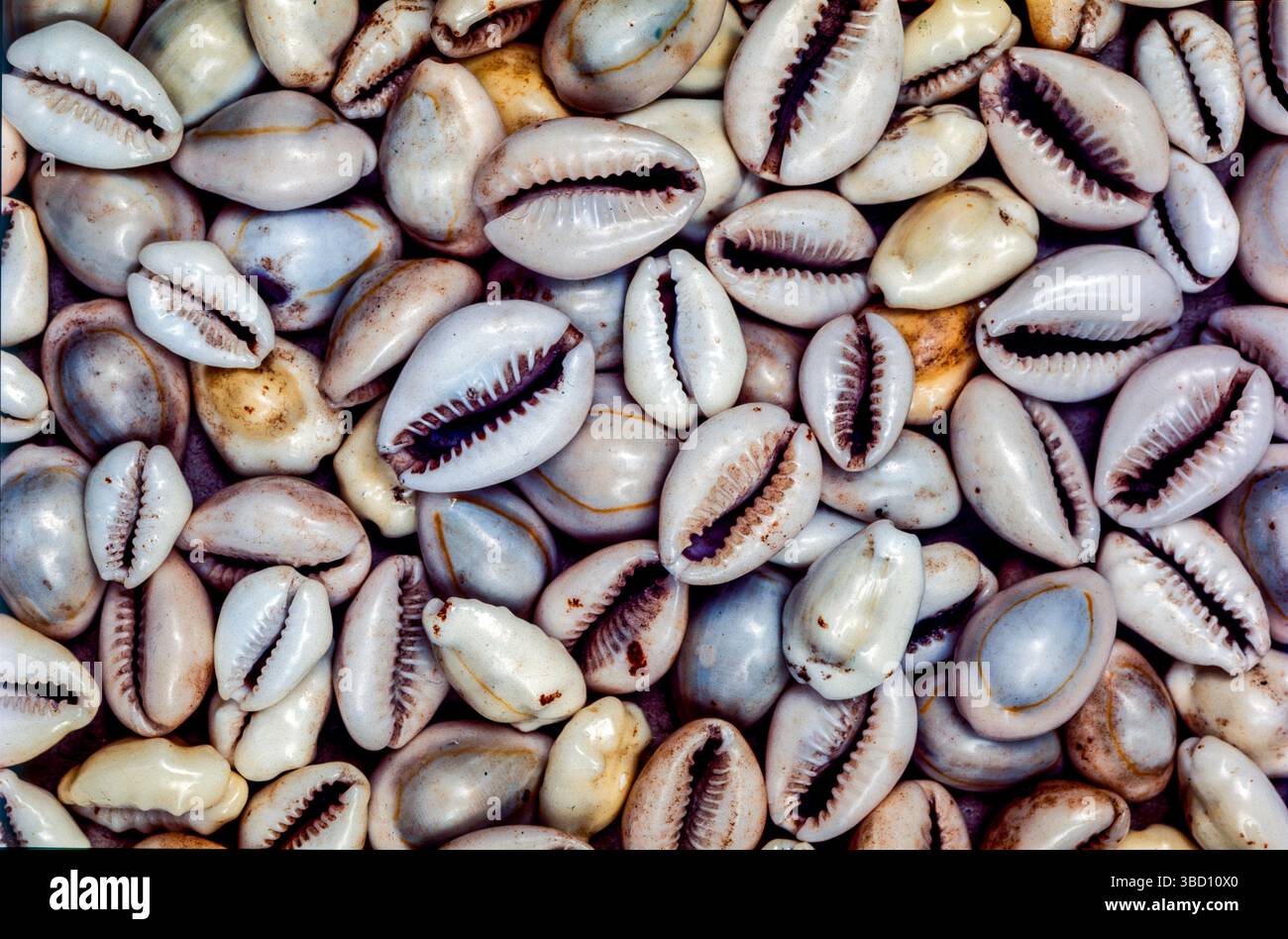 Protective external shells hi-res stock photography and images - Alamy