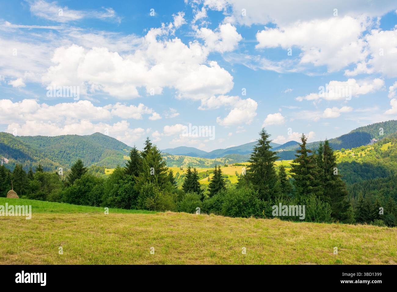 mountainous carpathian countryside scenery in summer. fir tree on the grassy alpine hill. summer vacations in highlands of ukraine. view in to the dis Stock Photo