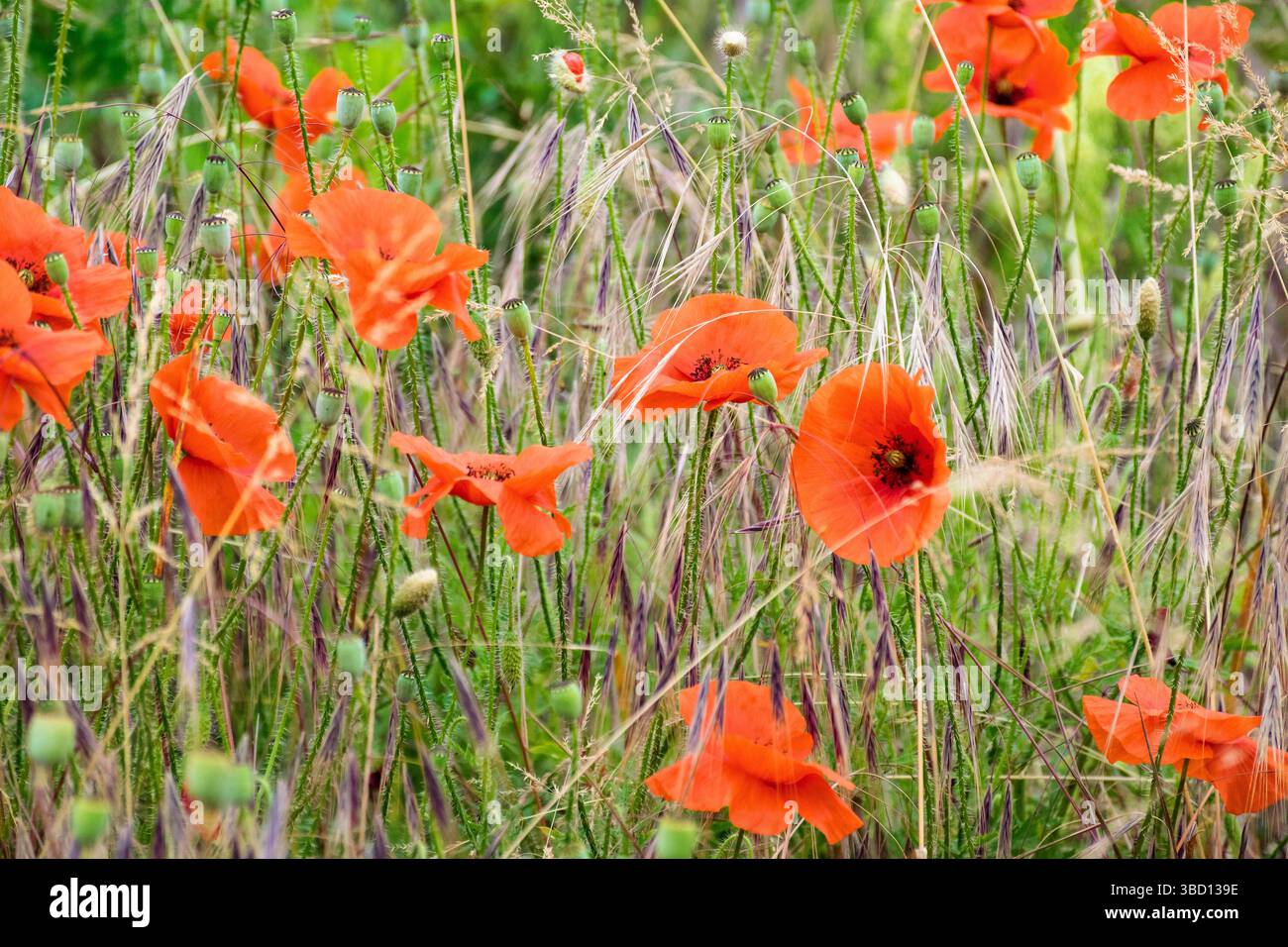 field with red poppy flowers in summer. floral nature background in bloom on the green rural meadow. Stock Photo
