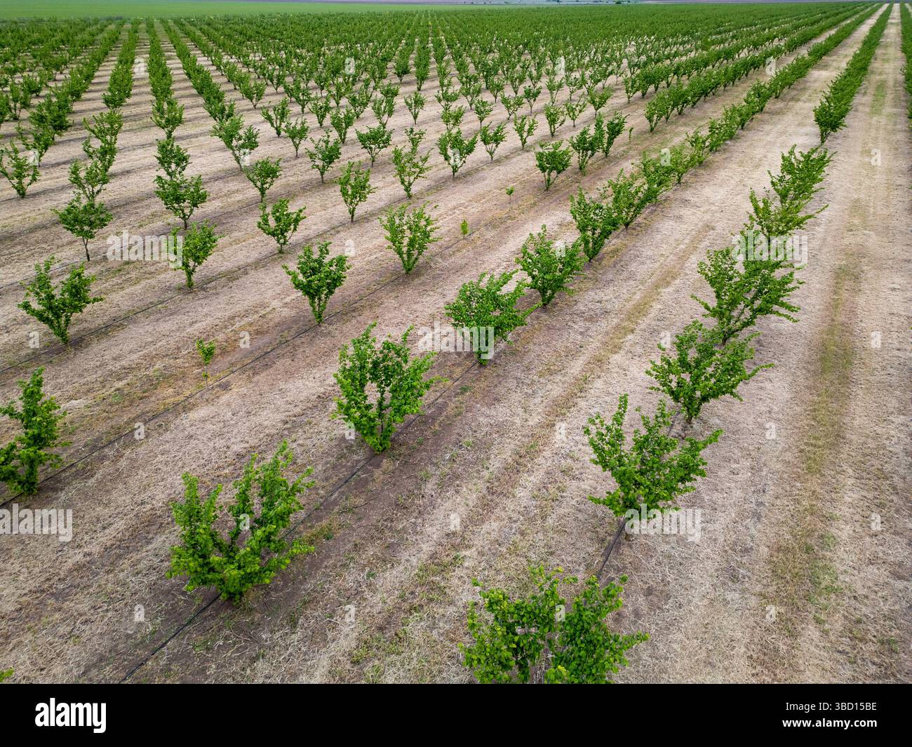 Aerial view of a young orchard with evenly planted green trees in rows ...