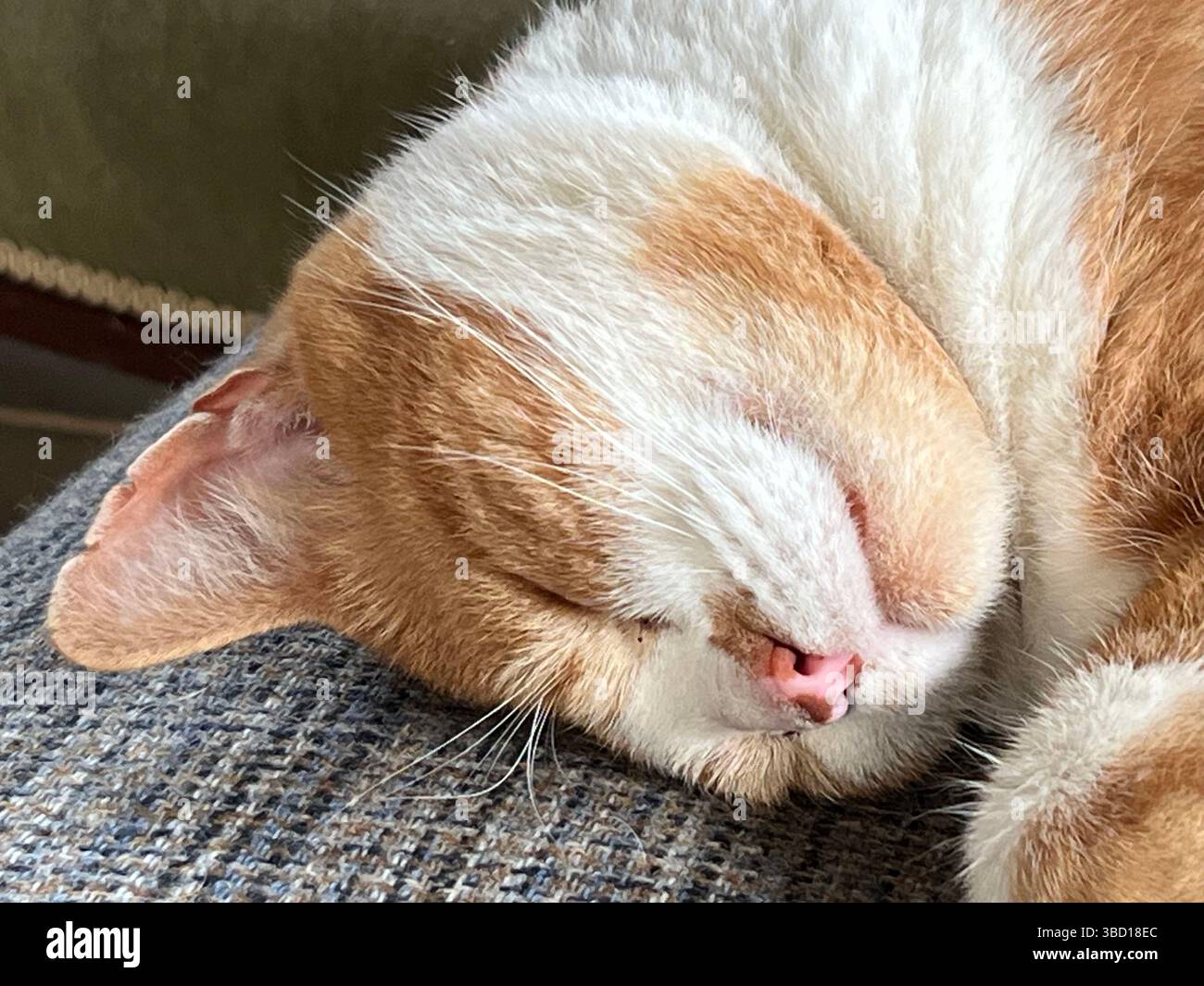 Angus, a Ginger and white cat asleep, close up of face - Smartphone Captured Stock Image