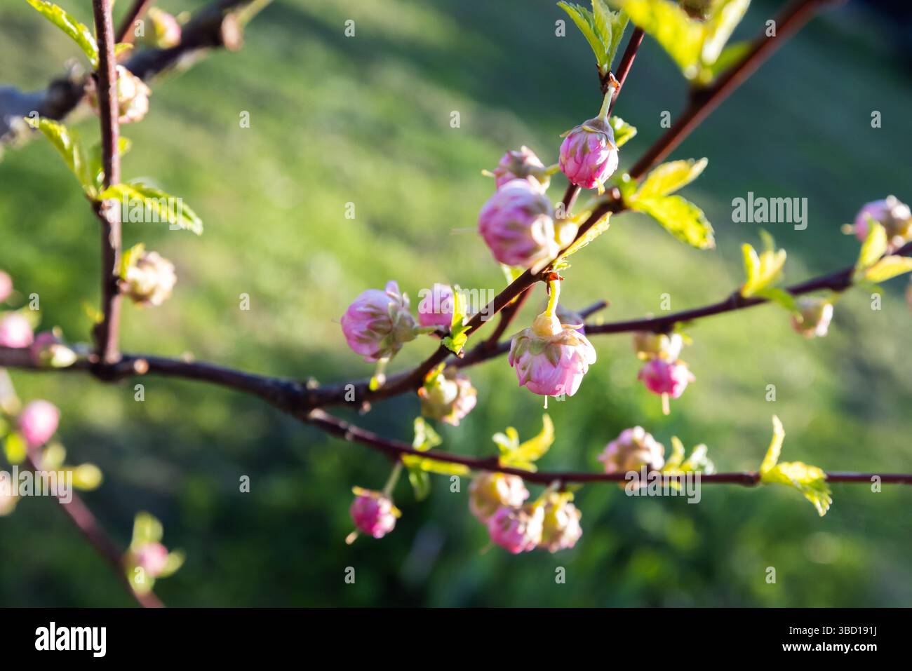 Prunus triloba. Delicate pink blossoms budding on a tree branch under warm light, surrounded by vibrant green foliage in a serene outdoor environment, Stock Photo