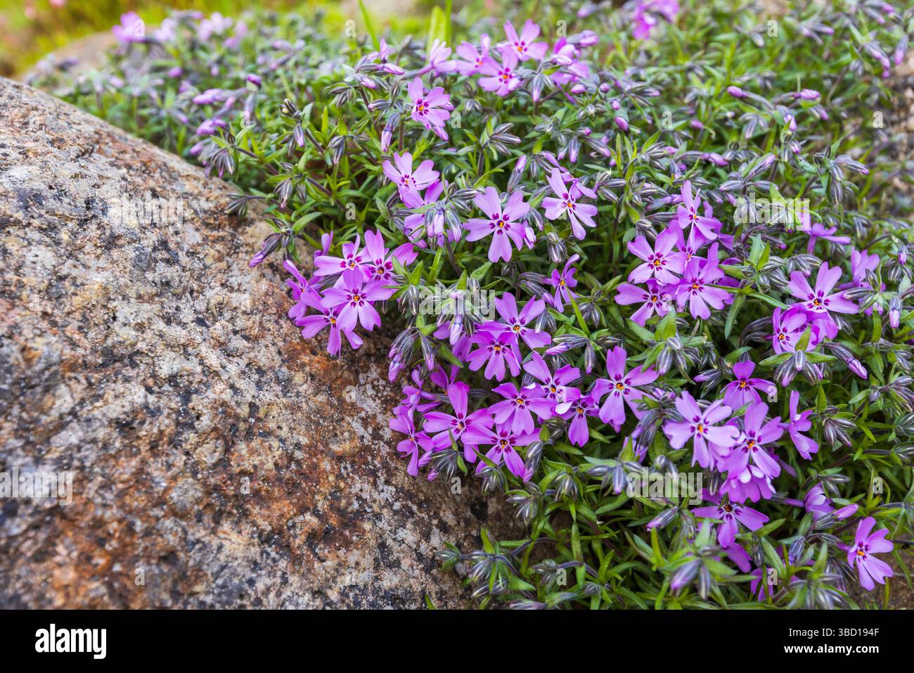 Phlox subulata purple beauty hi-res stock photography and images - Alamy