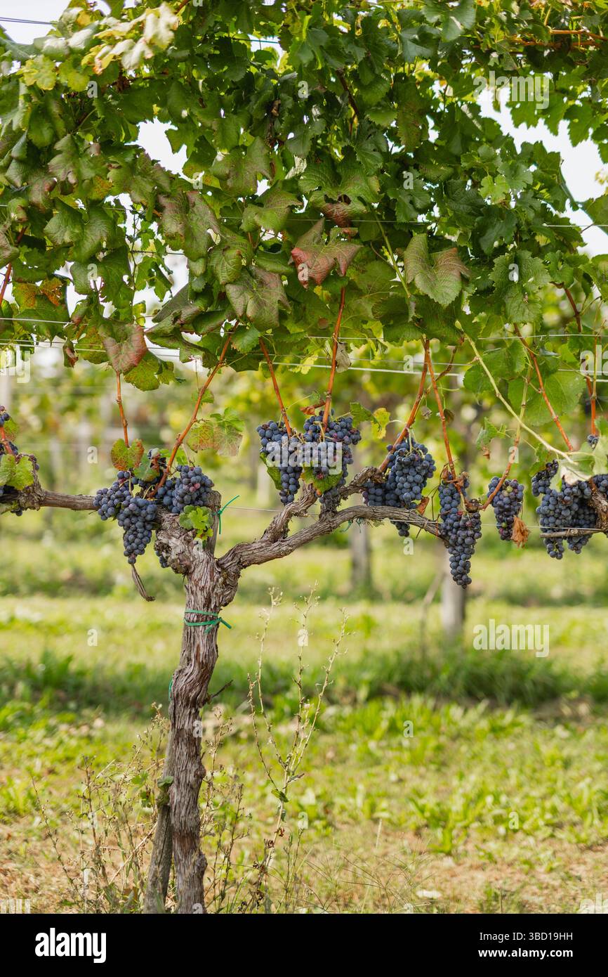 Grape Crop Ripe A lush grapevine laden with dark, ripe grape bunches, ready for harvest ...