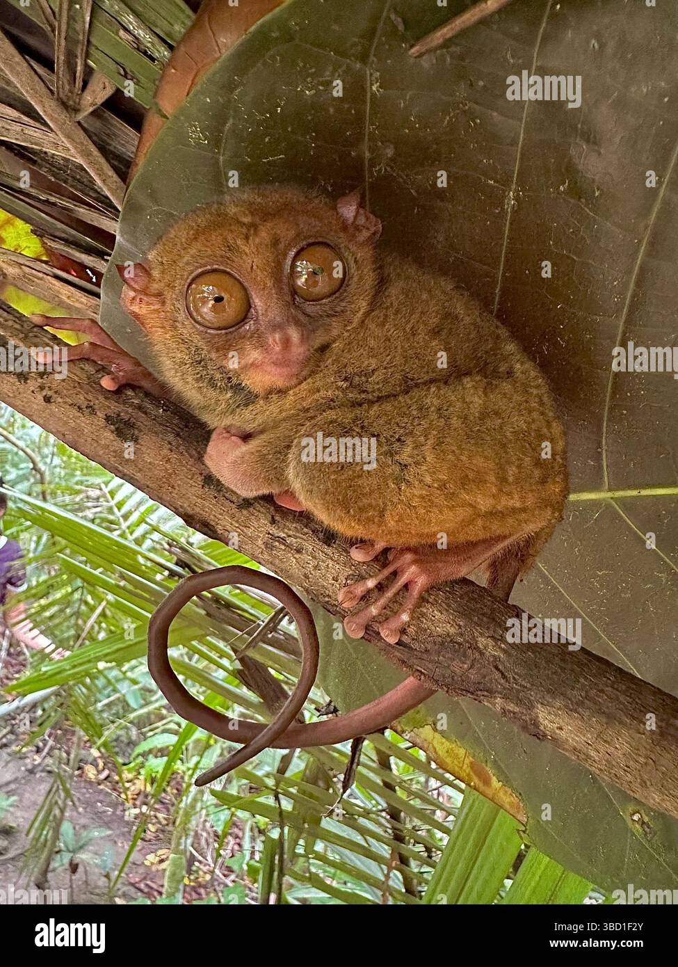 Philippine tarsier perched on a branch with wide eyes, one of the world’s smallest primates, in its natural tropical habitat - Smartphone Captured Stock Image