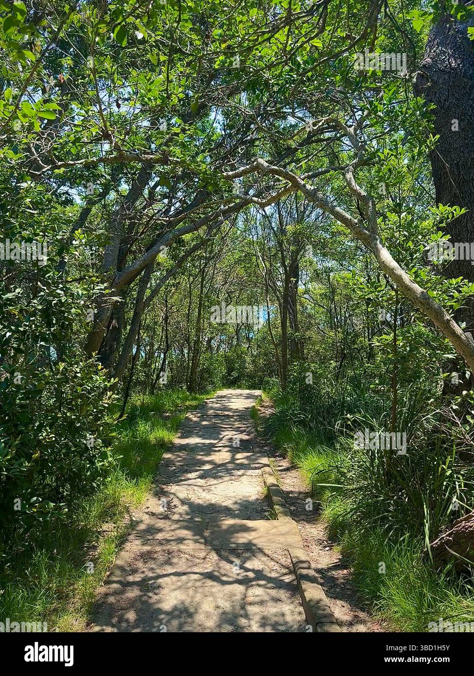 Shaded forest pathway with overhanging tree branches and dappled sunlight, leading towards a coastal lookout on a bright summer day. - Smartphone Captured Stock Image