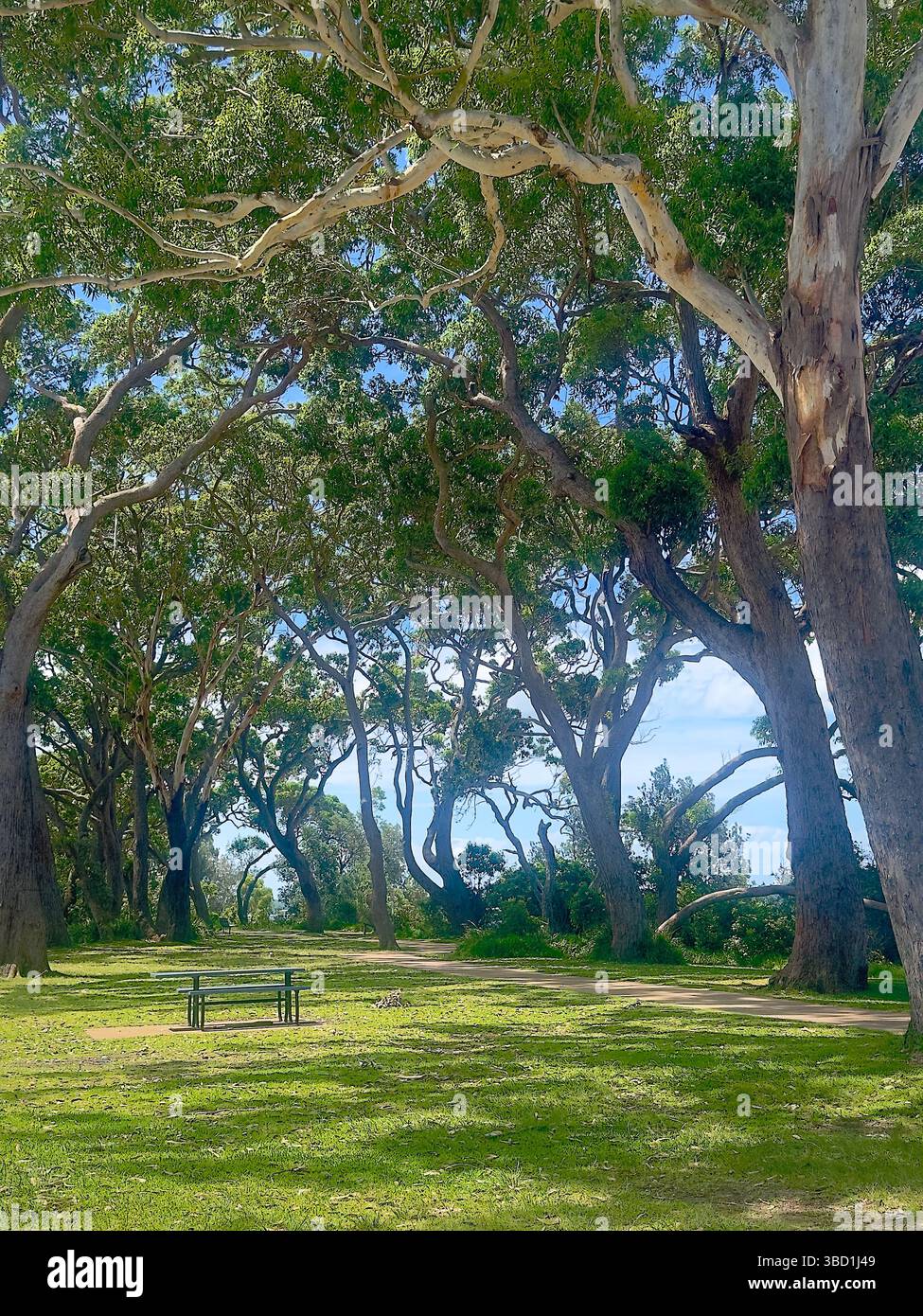 Peaceful park scene with a lone bench under the shade of tall eucalyptus trees, overlooking lush greenery on a sunny day. - Smartphone Captured Stock Image