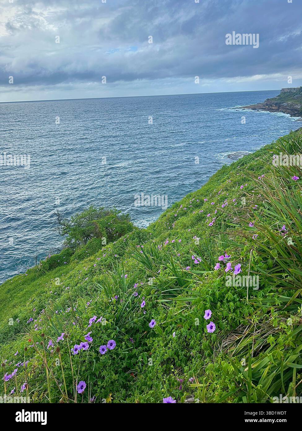 Vibrant purple wildflowers on a lush green coastal cliff overlooking the deep blue ocean under dramatic cloudy skies. - Smartphone Captured Stock Image