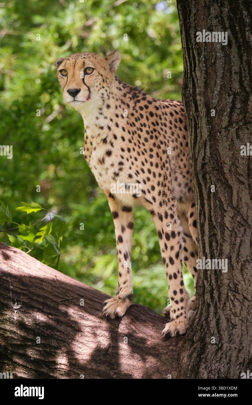 The cheetah (Acinonyx jubatus) is a carnivore that is mainly found in Africa and belongs to the cat family. It is considered an endangered species. Stock Photo