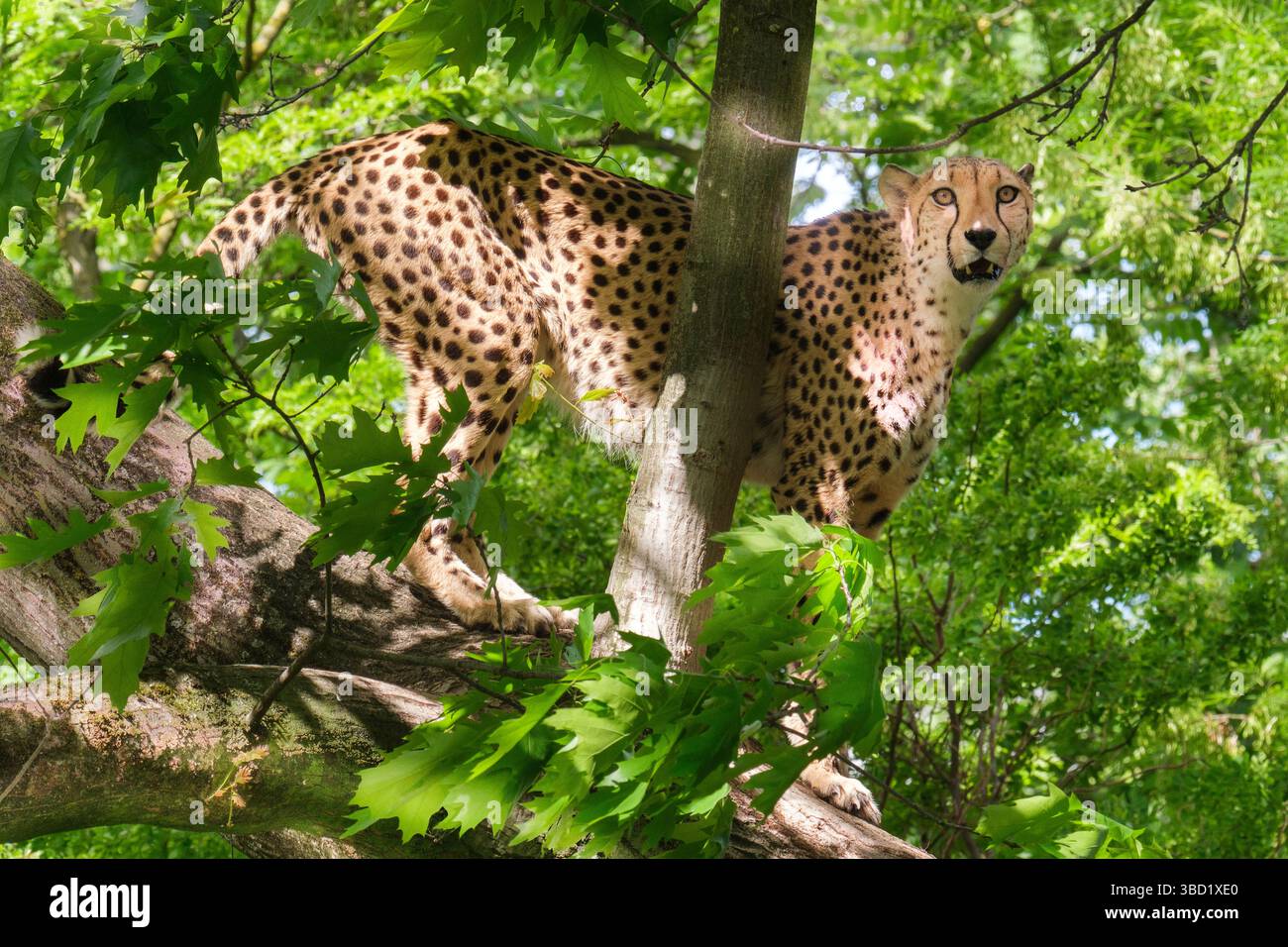 The cheetah (Acinonyx jubatus) is a carnivore that is mainly found in Africa and belongs to the cat family. It is considered an endangered species. Stock Photo