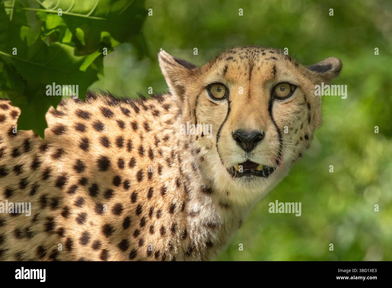 The cheetah (Acinonyx jubatus) is a carnivore that is mainly found in Africa and belongs to the cat family. It is considered an endangered species. Stock Photo