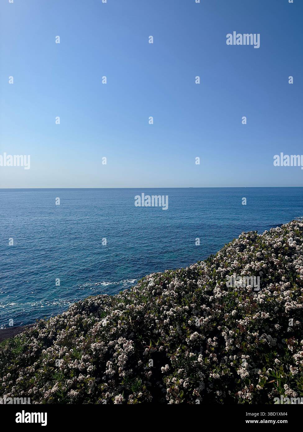 Blooming coastal flowers overlooking the calm blue ocean under a clear summer sky, capturing the beauty of nature by the sea. - Smartphone Captured Stock Image