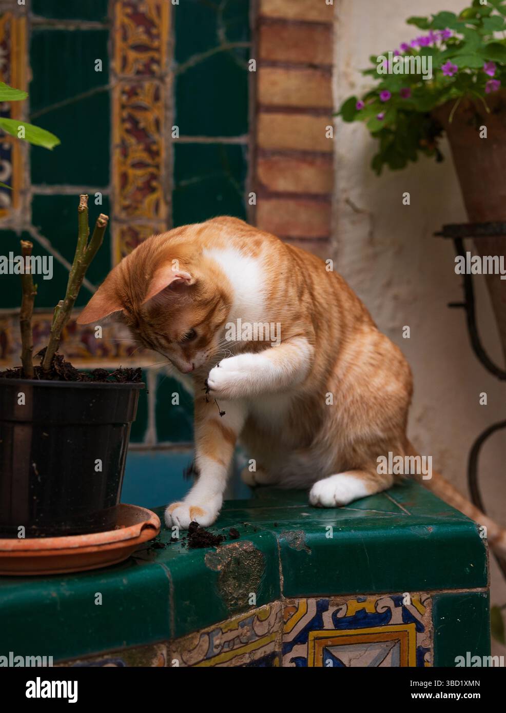 Ginger cat enjoying a sunny day in the spanish patio Stock Photo
