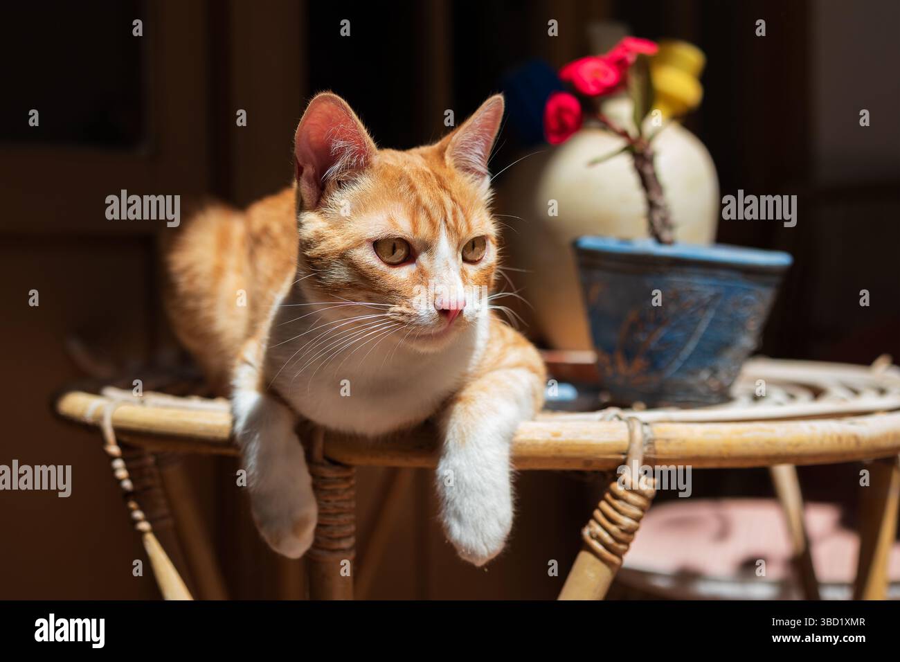 Ginger cat enjoying a sunny day in the spanish patio Stock Photo