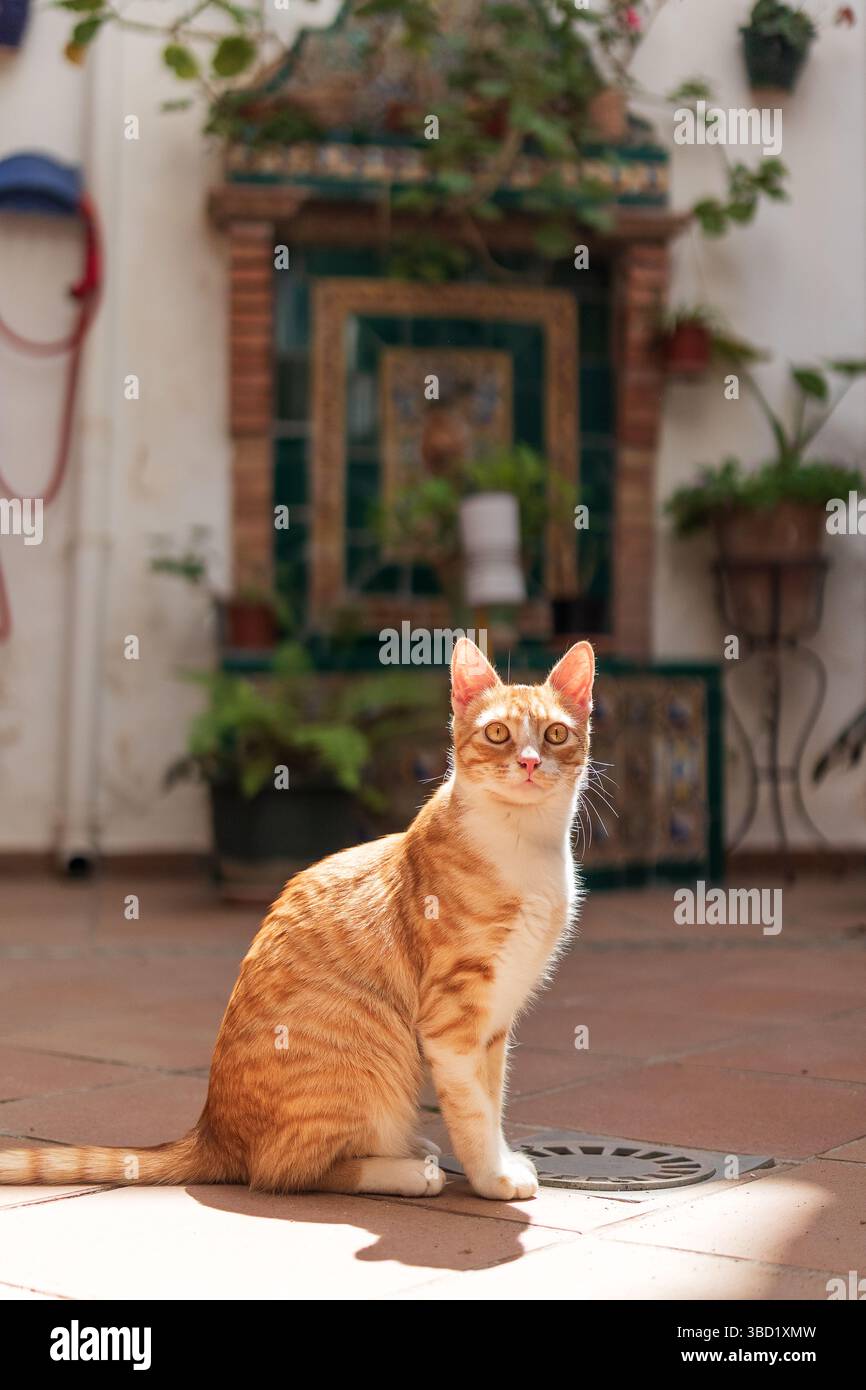 Ginger cat enjoying a sunny day in the spanish patio Stock Photo