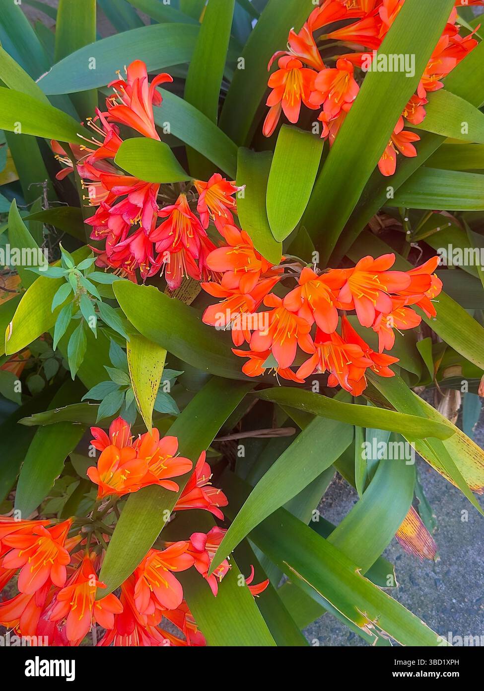 Vibrant orange Crocosmia flowers in full bloom, surrounded by lush green foliage, creating a striking display of summer color in the garden. - Smartphone Captured Stock Image