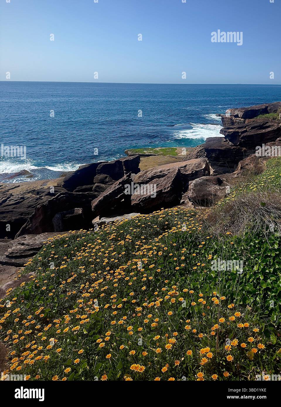 Scenic coastal view with vibrant yellow wildflowers in bloom along rocky cliffs overlooking the sparkling blue ocean. - Smartphone Captured Stock Image