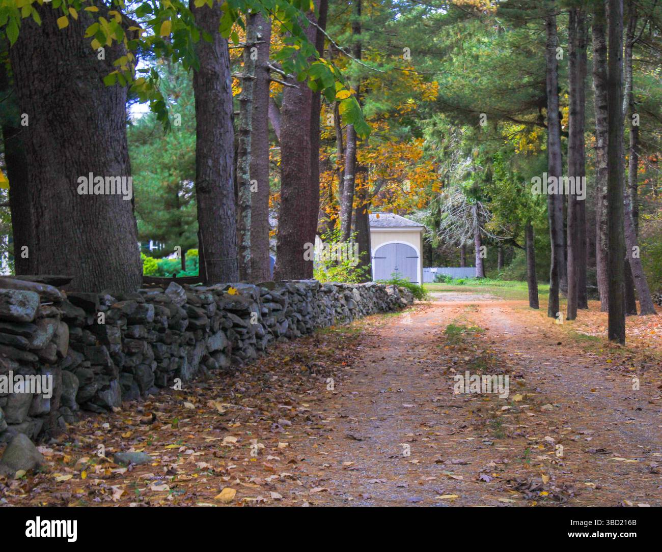 Autumn's embrace on a New England dirt road, where vibrant leaves spill ...