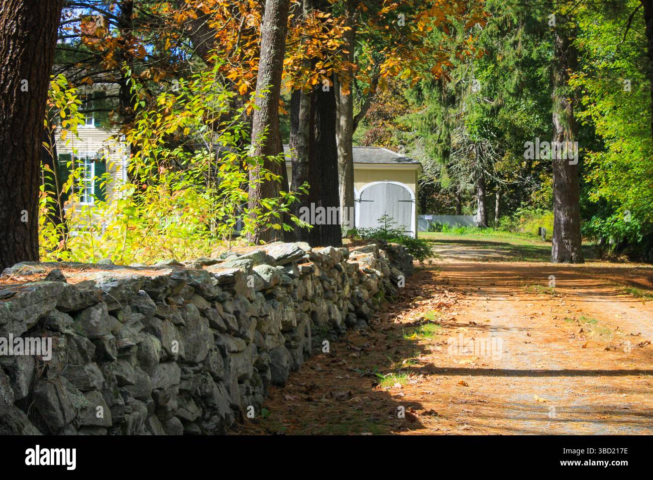 Autumn's embrace on a New England dirt road, where vibrant leaves spill ...