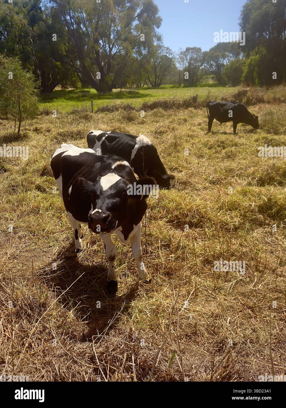 Curious Holstein-Friesian calves grazing in a sunny rural pasture, showcasing idyllic countryside farming and livestock life. - Smartphone Captured Stock Image