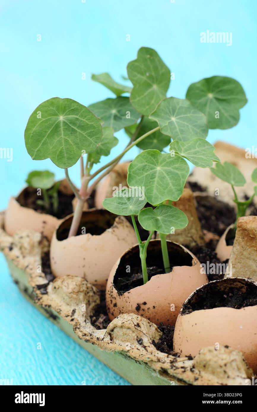 growing jasmine plants in pots Potted Jasmine