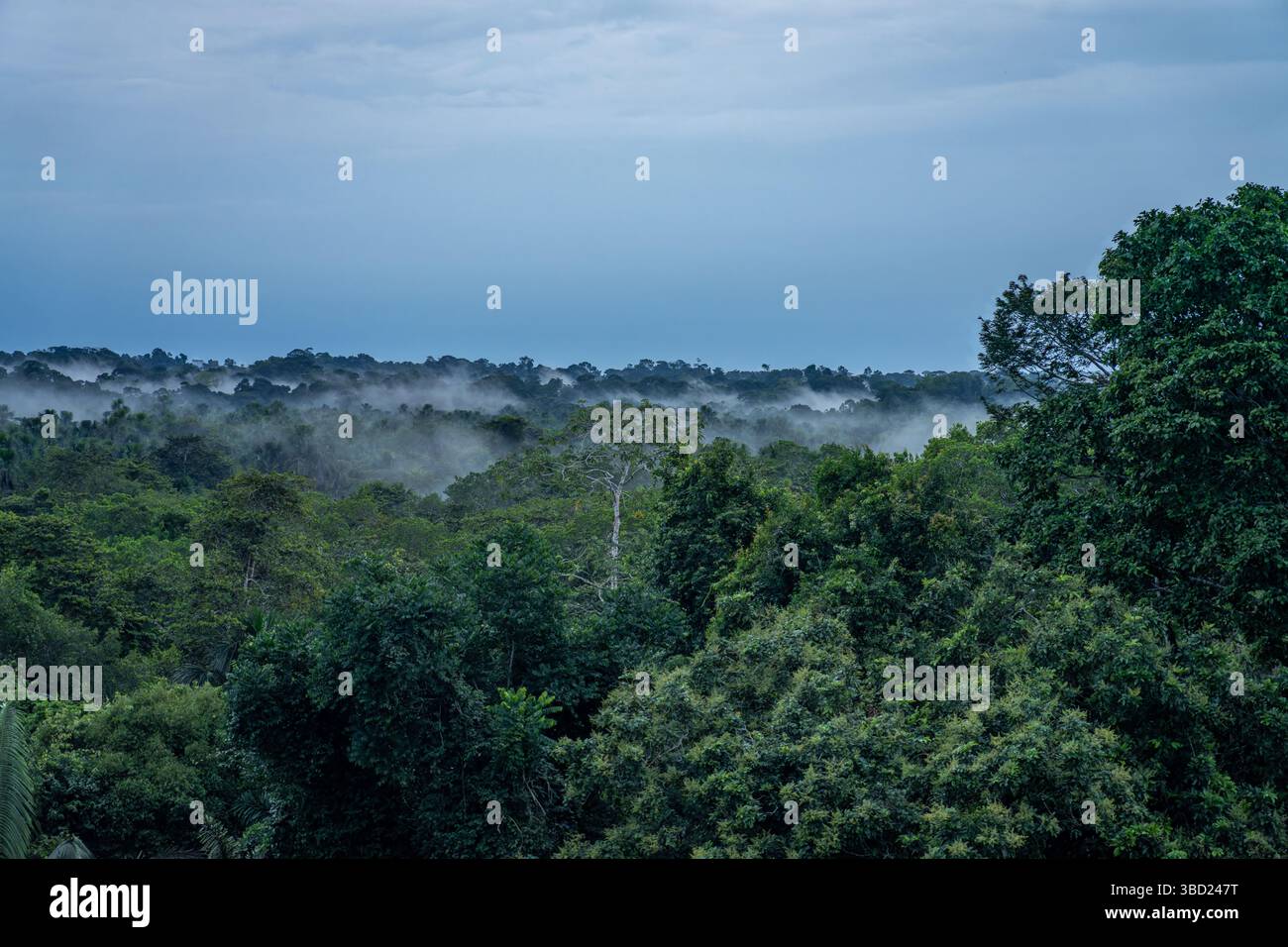 Rot Fog Rising Ground fog rising from the rainforest at sunset at the Napo Wildlife ...