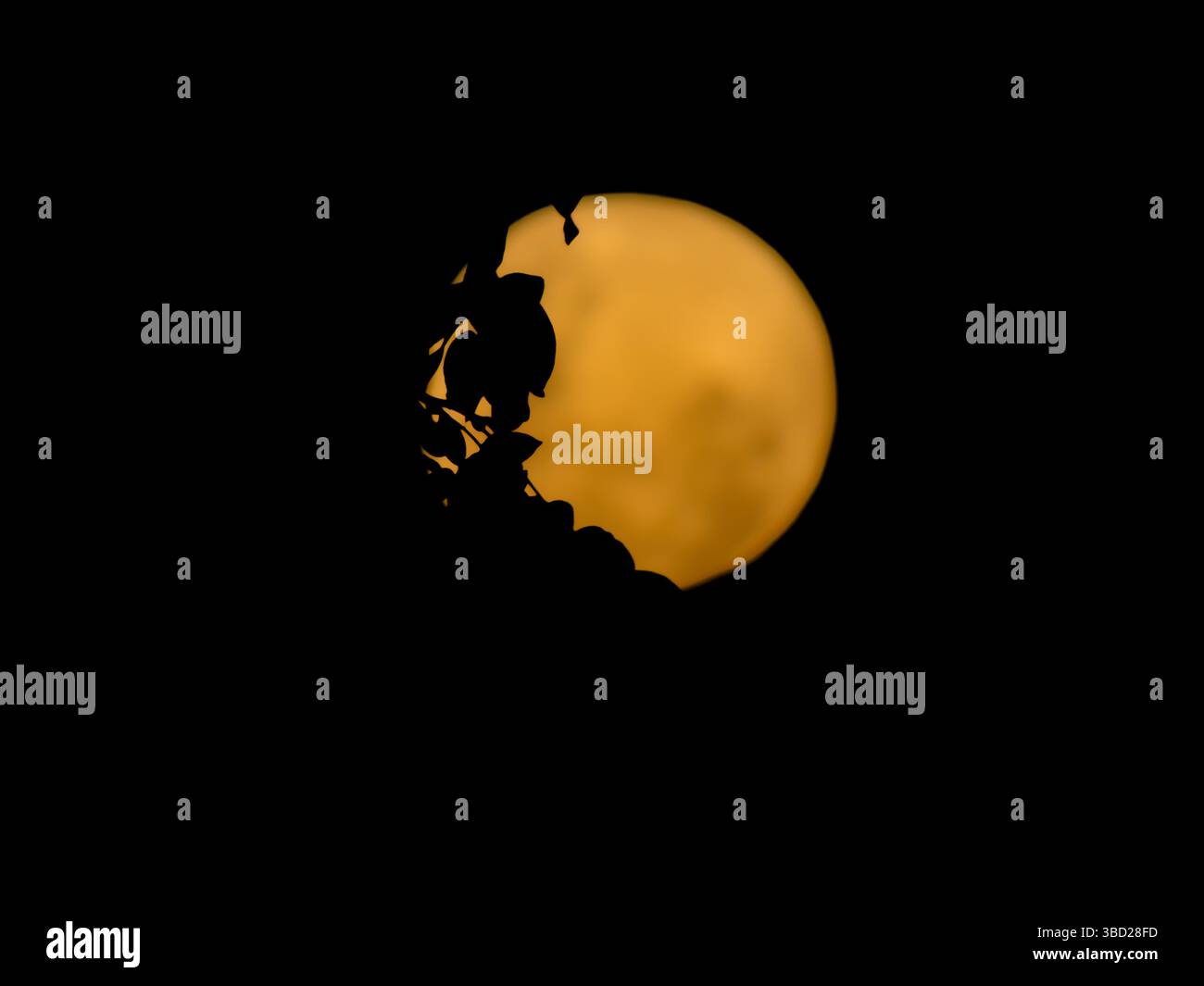 Orange Full Moon Silhouetted by Tree Branches Against a Dark Night Sky Stock Photo