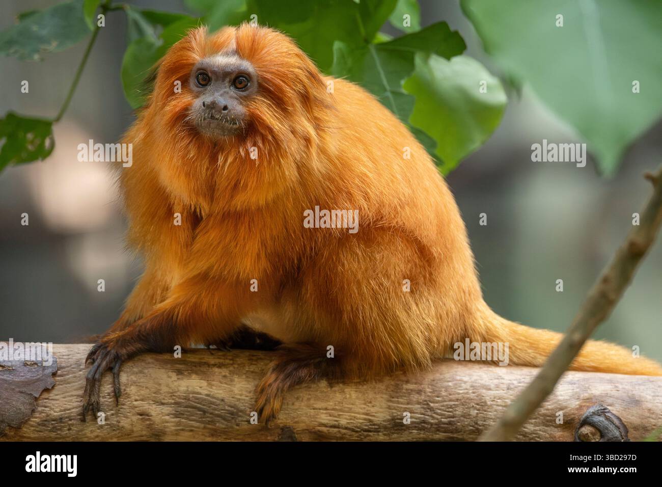 The golden lion tamarin (Leontopithecus rosalia), also known as the golden yellow lion tamarin, is a highly endangered primate species from Brasil Stock Photo
