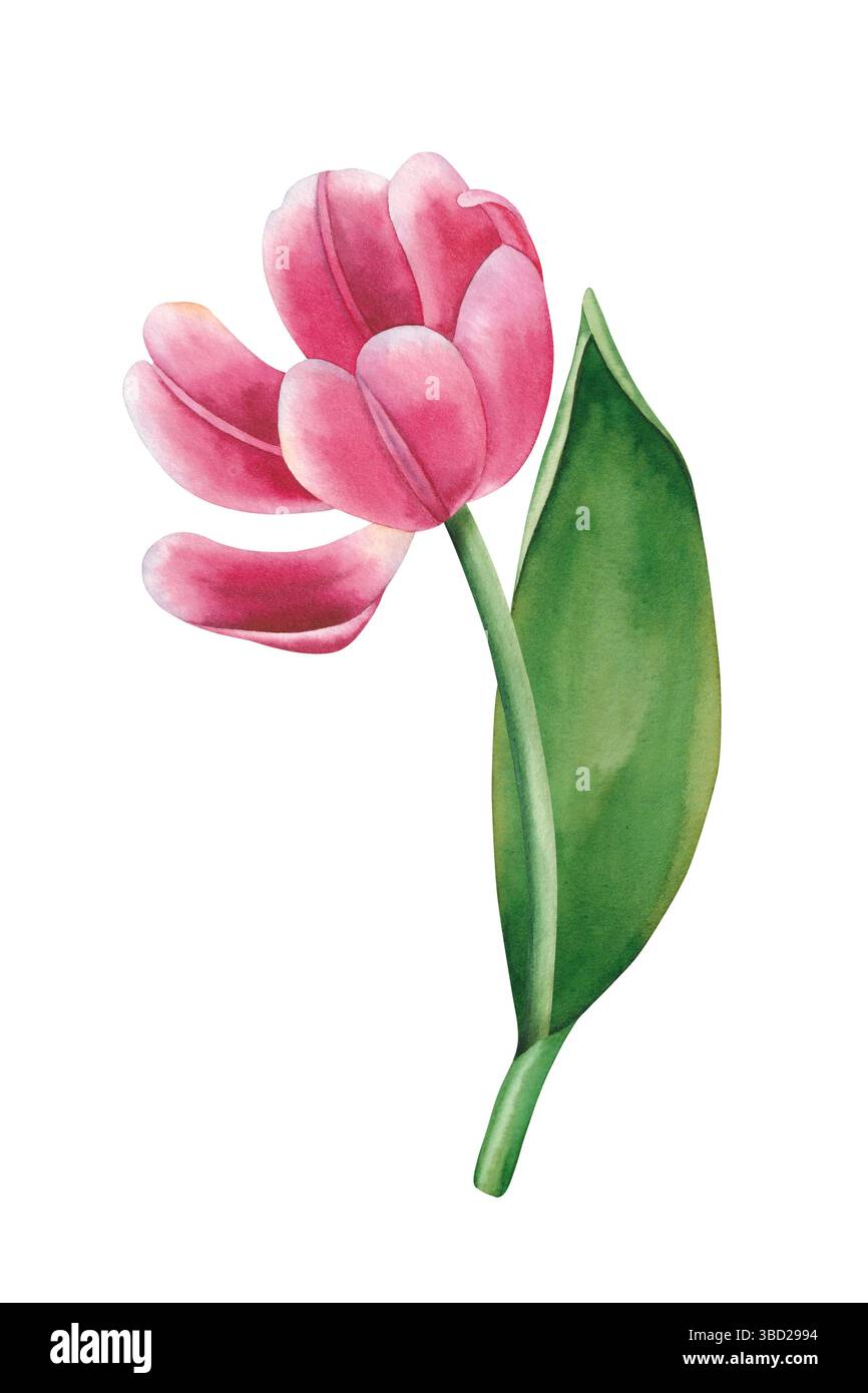 Watercolor tulip flower. Hand drawn watercolor illustration isolated ...