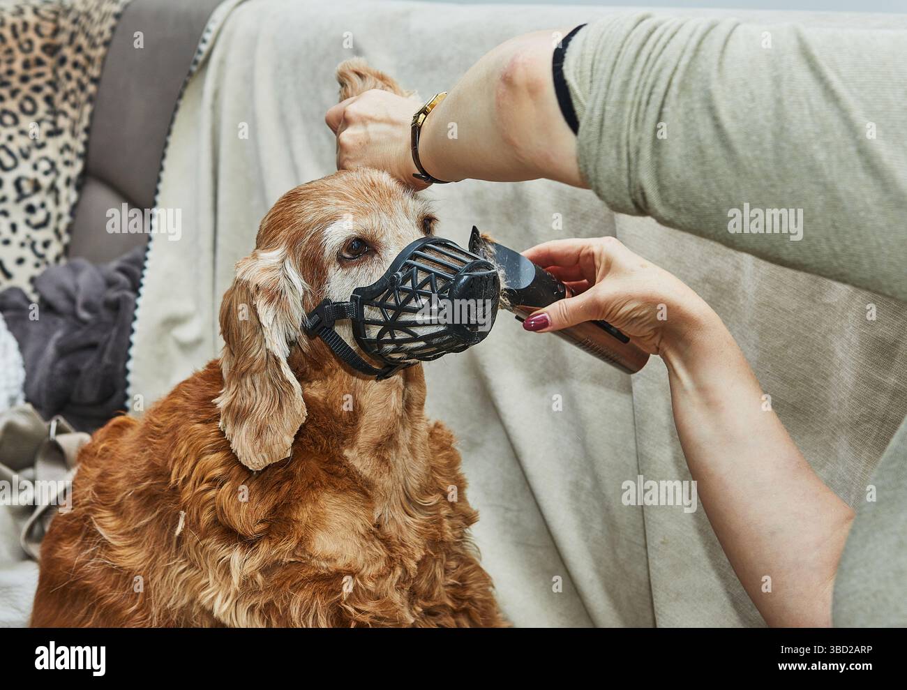 10 Best Dog Clippers for Thick and Matted Hair in 2026 - Dogster - Grooming A Dog With Clippers And A Mat Breaker At Home