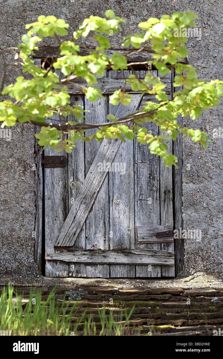 Rustic wooden door framed by green leaves in springtime, in vertical format Stock Photo