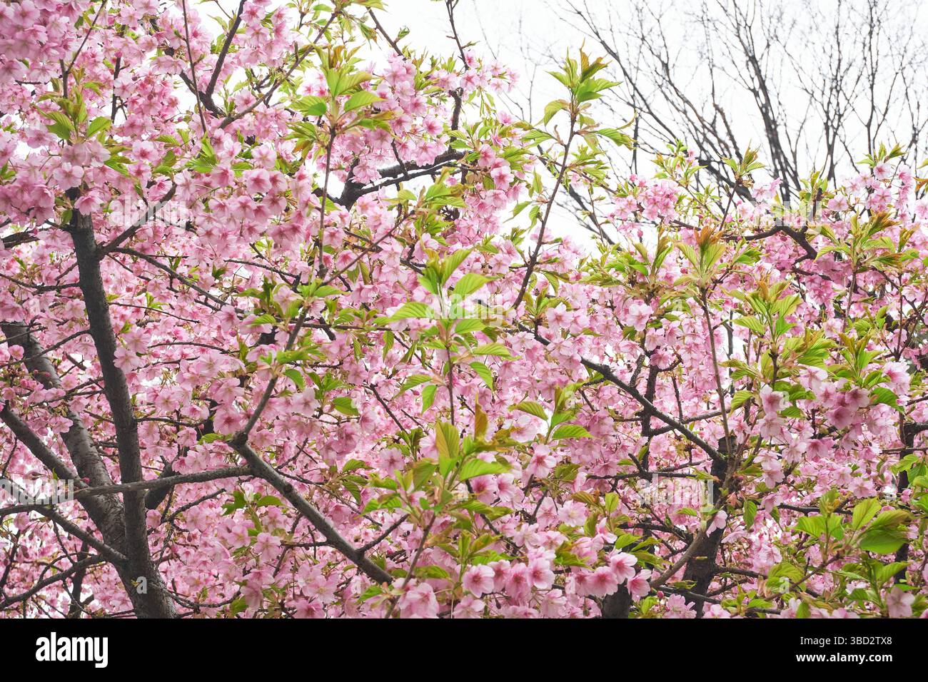 Pink Flowering Plum Tree Stock Photo