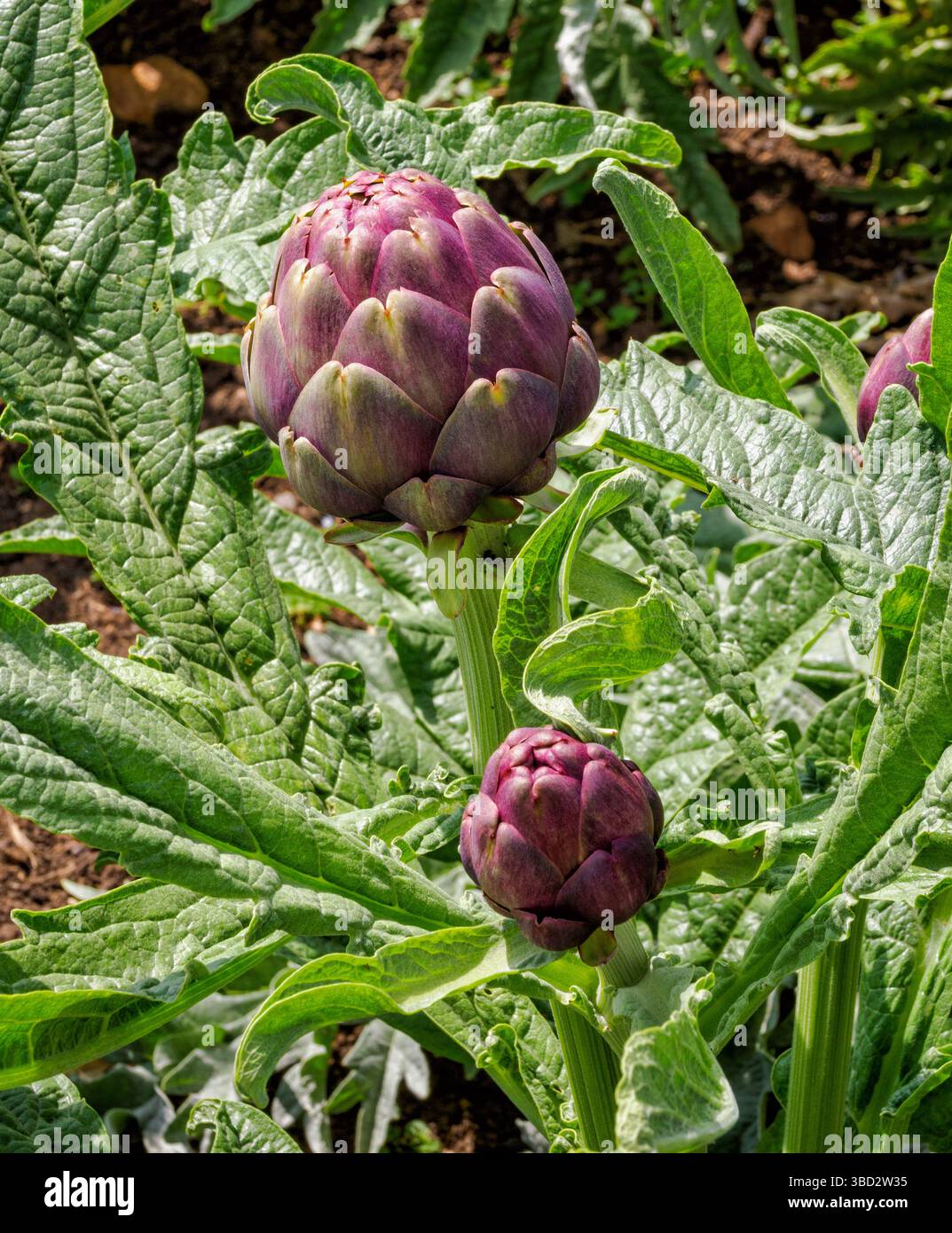 Globe artichoke Cynara cardunculus flowers in an English country garden UK Stock Photo