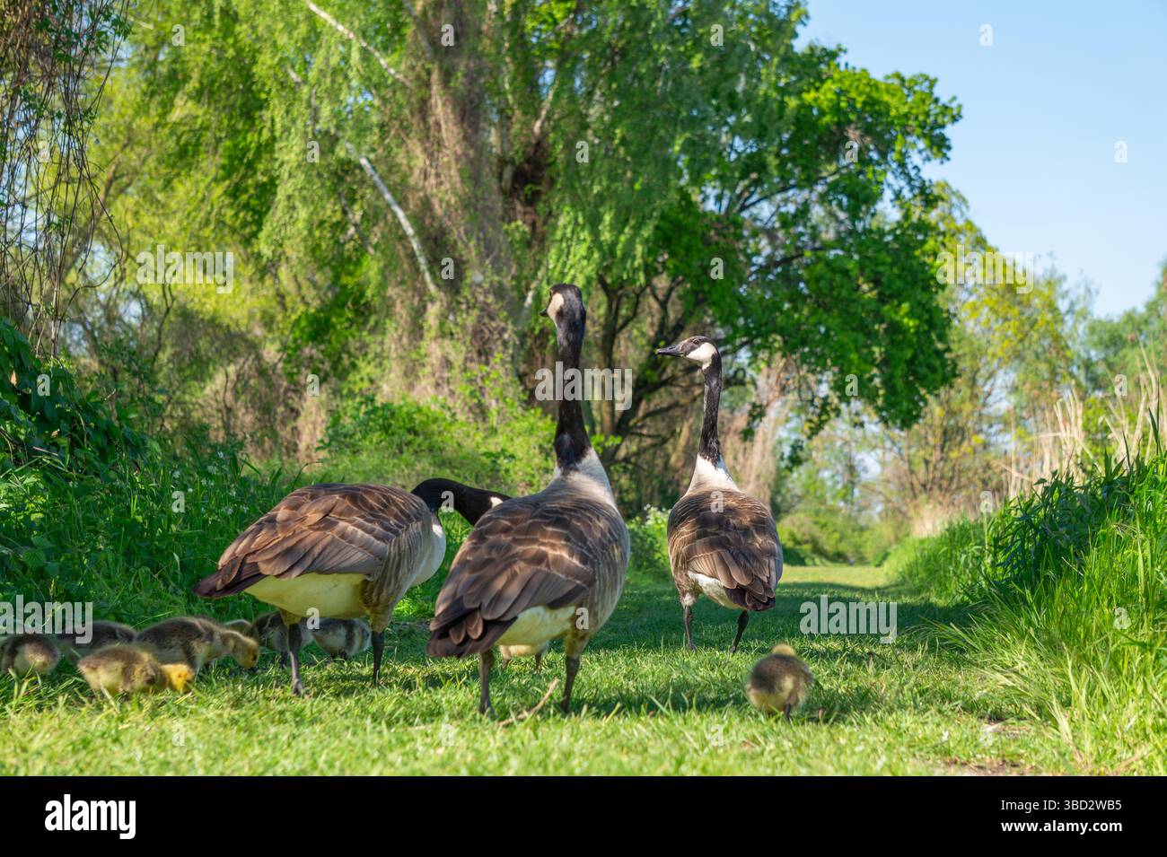 A family of geese and several fluffy goslings wander along a lush green ...