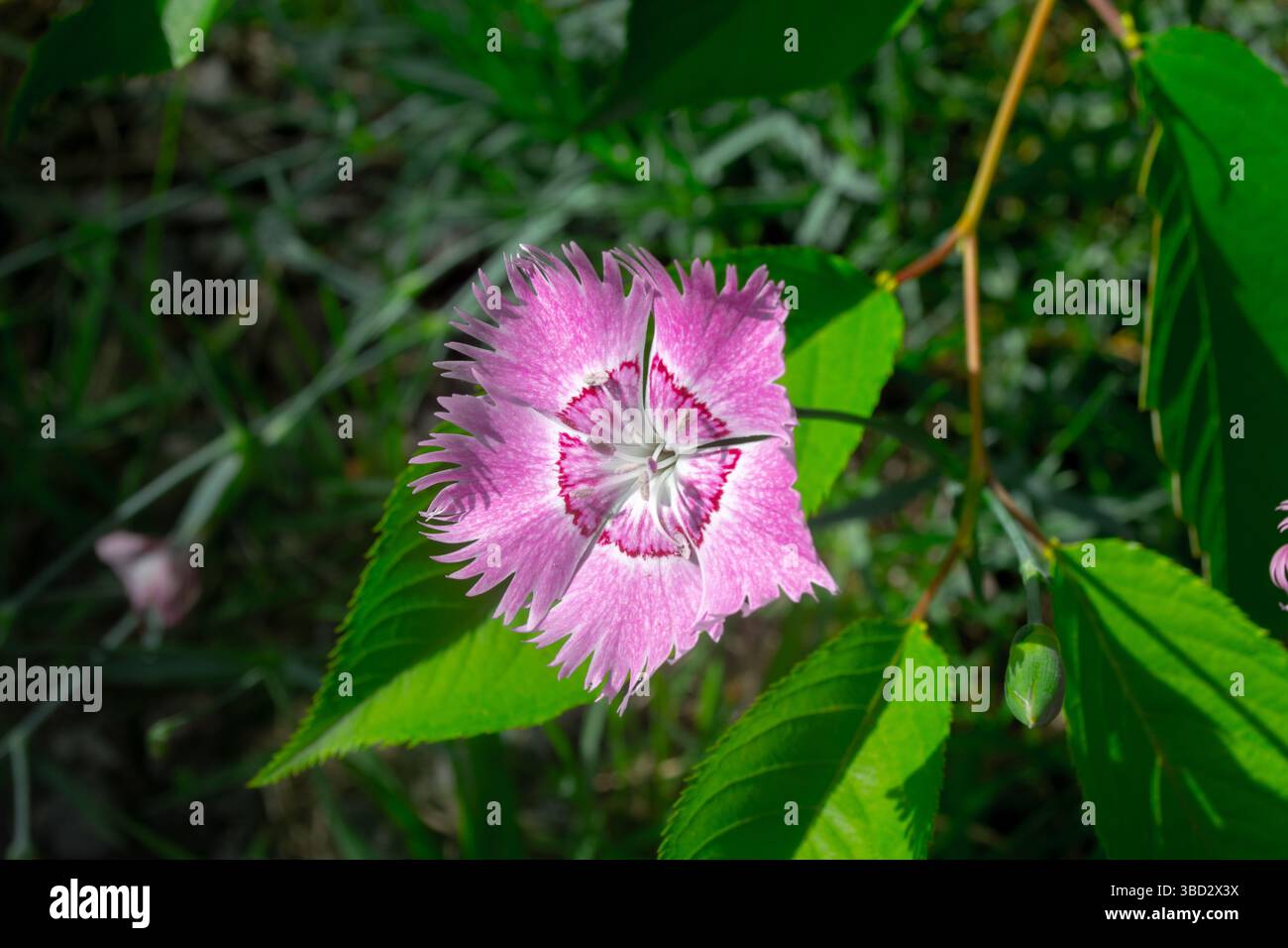 Fringed Pink Dianthus Superbus Flower in Natural Light Stock Photo