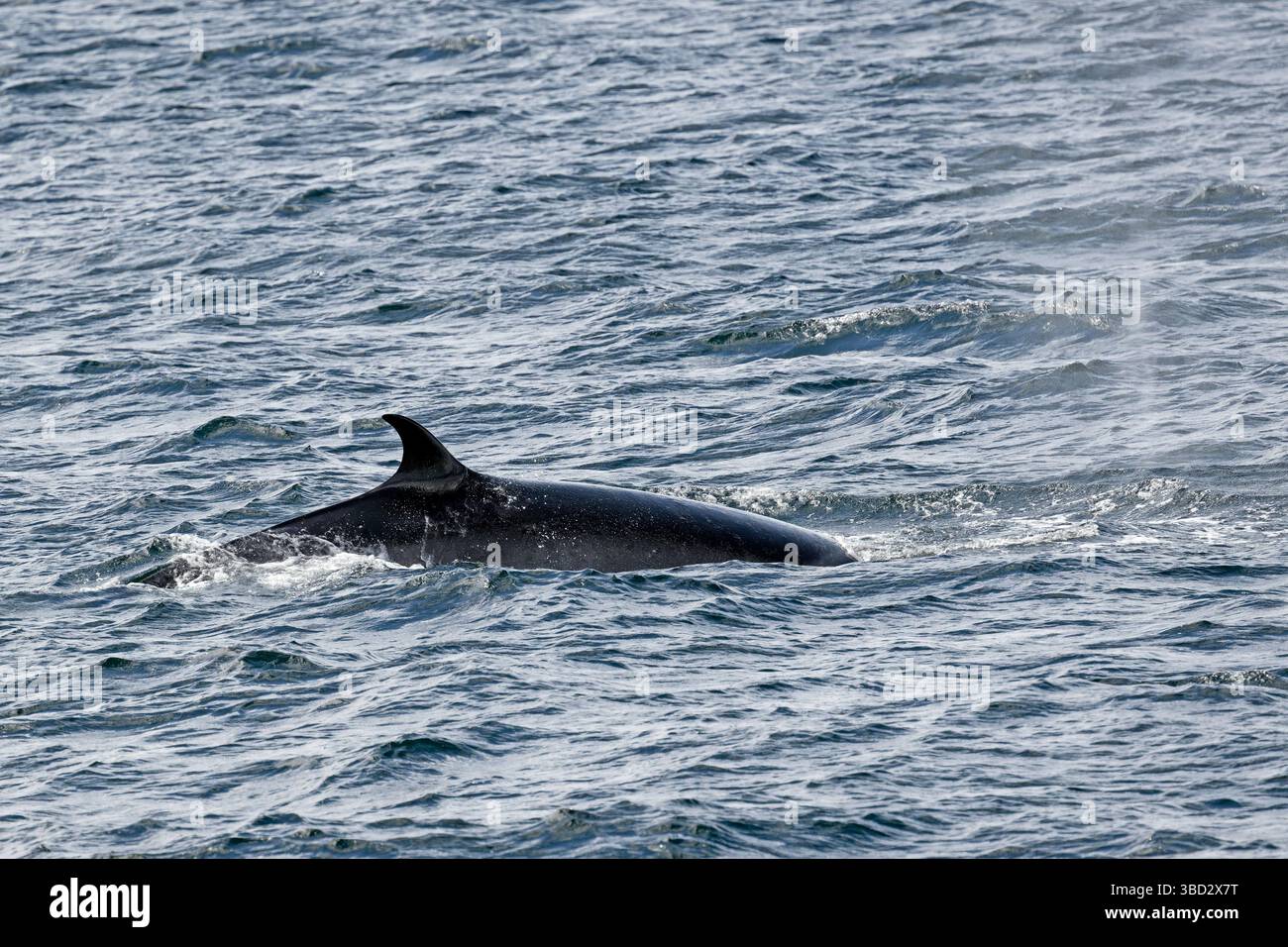 Strait of magellan whale hi-res stock photography and images - Alamy