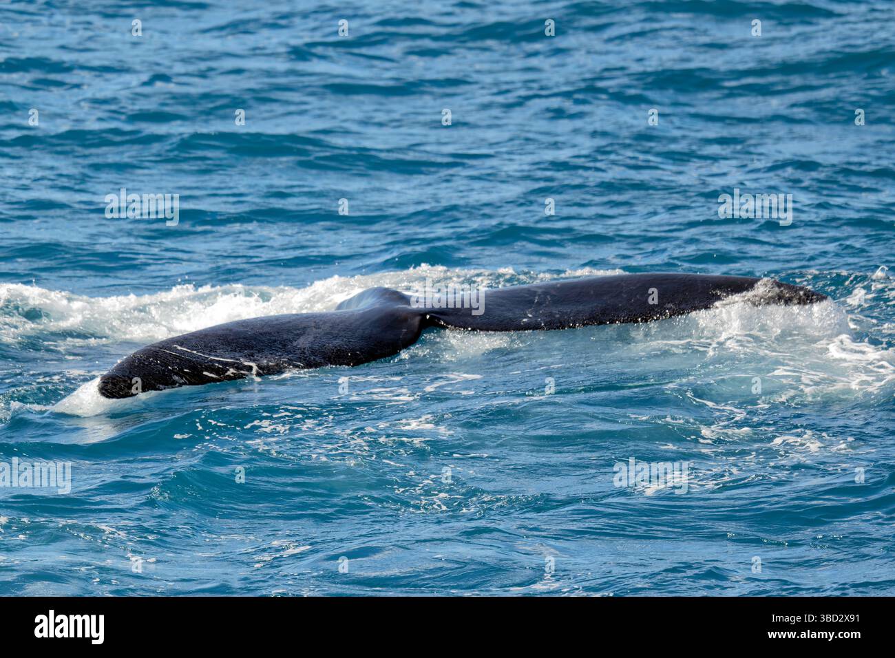 Right whale baleen hi-res stock photography and images - Alamy
