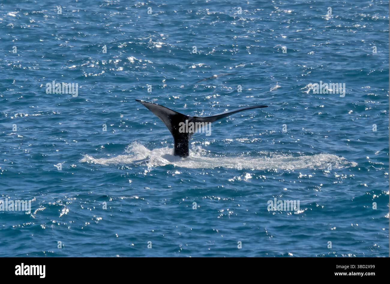 Fluke of a humpback hi-res stock photography and images - Alamy